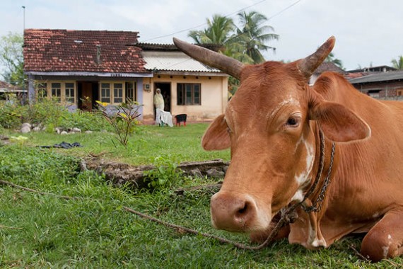 Kill the Cow
